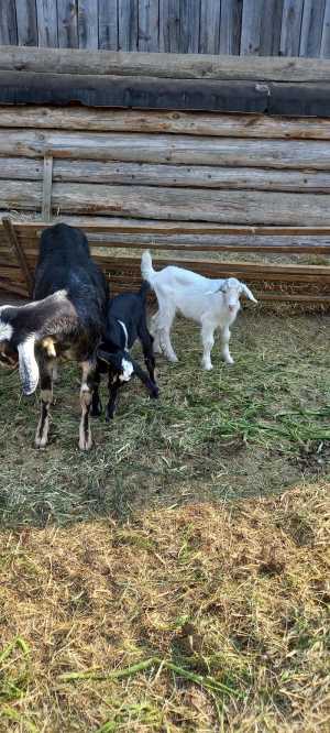 Коза первокотка