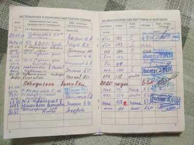 Кобельки западносибирской лайки