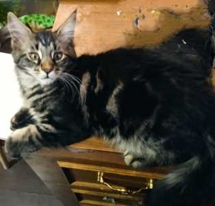 Продаю котят