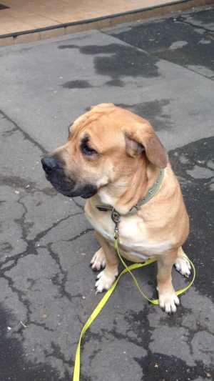 ВЫГУЛ СОБАК