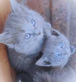 котята кошки - мышеловки Мурки