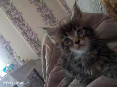 Чистокровные Мейн Кун