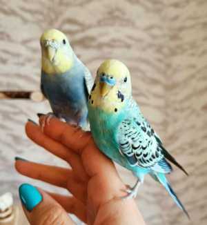 Ручные малыши волнистых попугаев