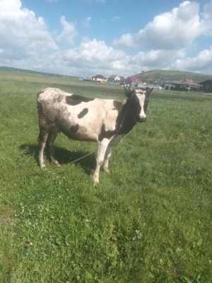 Крупно рогатый скот