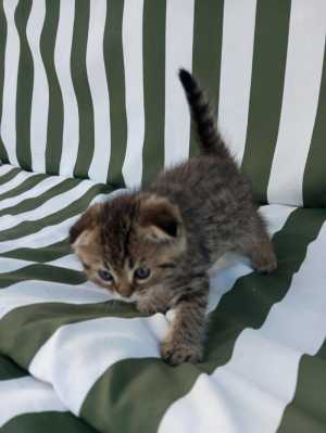 Котята шотландские вислоухие