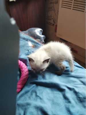 Продам котят