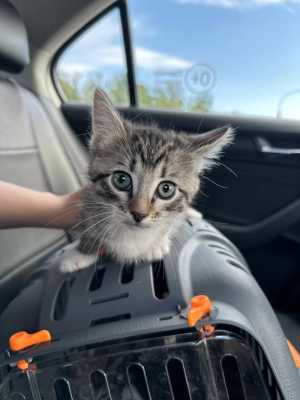 Котята ищут любящие дома