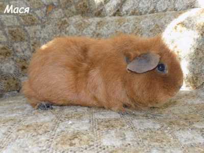 Морские свинки девочки