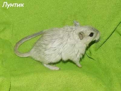 Песчанки мальчики