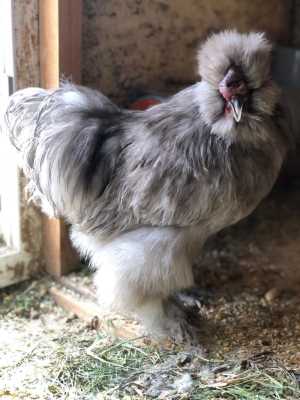Продам китайских петухов