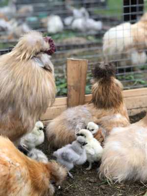 Продам цыплят китайские шёлковые