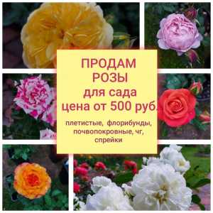 Саженцы роз