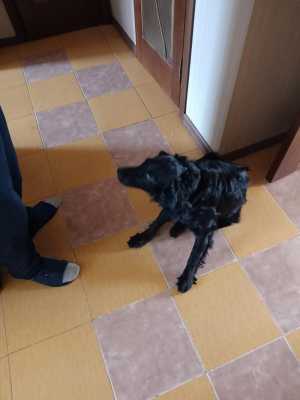 Отдам в добрые руки