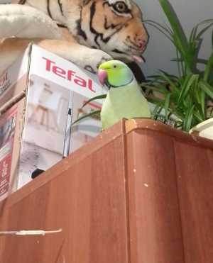 Продам двух попугаев, мальчик и девочка!