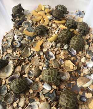 черепахи сухопутные