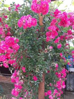 Роза плетистая