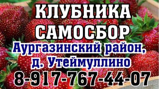 Клубника Самосбор