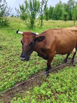 Продаётся корова