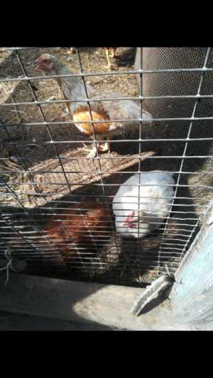 Куры молодки