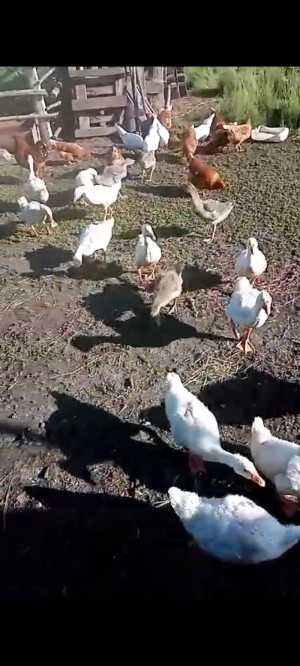 Продам гусей, кур