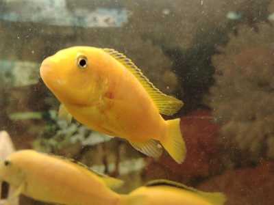 Цихлиды Еллоу