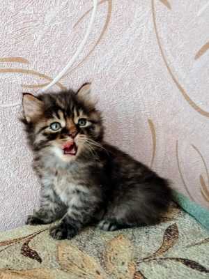 Продаю котят породы Курильский бобтейл