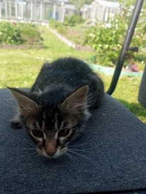 Котята