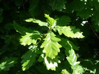 Сеянцы дуба