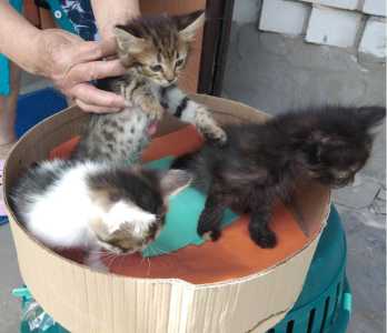 Отдам котят