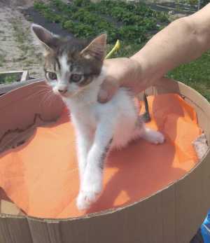 Отдам котят