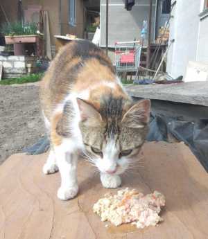 Отдам котят