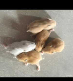 Хомячки джунгарики.