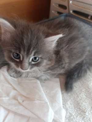 Котенок в добрые руки