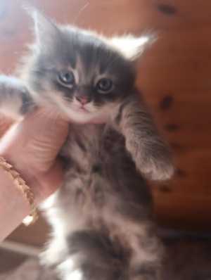 Котенок в добрые руки