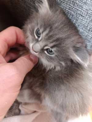 Котенок в добрые руки