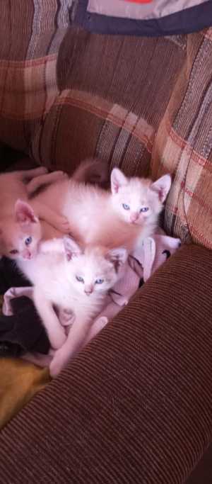 Котята белые