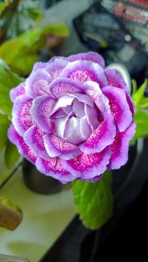 Глоксиния цветущая