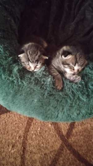 Отдаю2 котят бесплатно