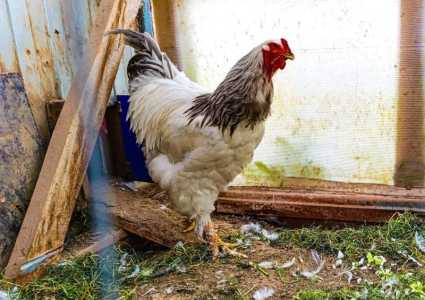 Петух брама