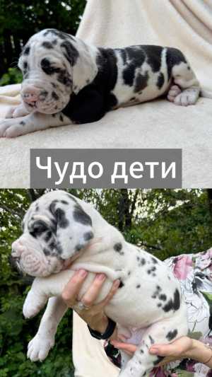 Щенки немецкого дога мраморного окраса