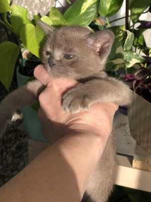 Котята европейская бурма