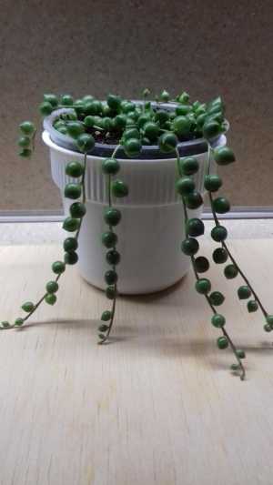 Крестовник Роули