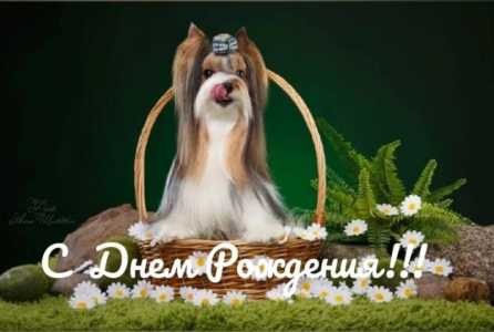 ВЯЗКА БИВЕР ЙОРКШИРСКИЙ ТЕРЬЕР