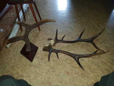 Продам рога