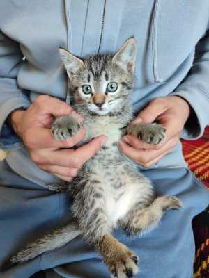 Котята бесплатно