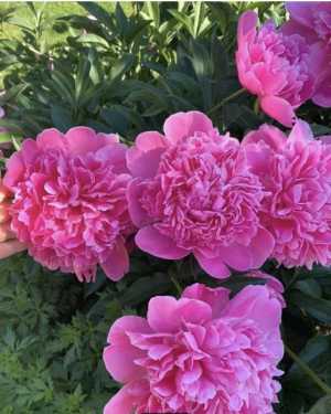 Пионы на срез