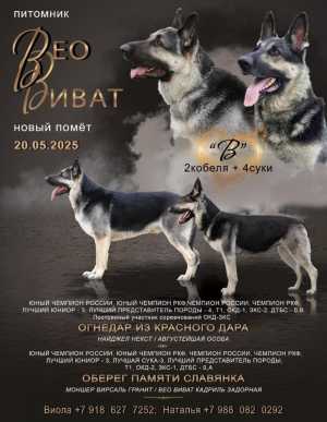 Щенки восточноевропейской овчарки
