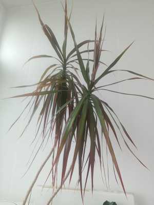 Драцена, фиалки