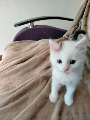 Котят в добрые руки