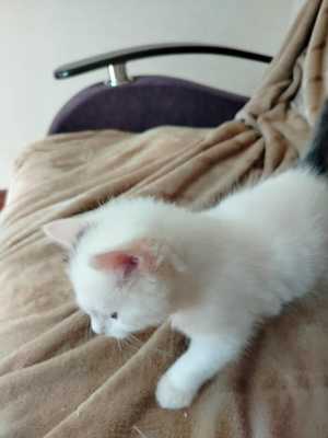 Котят в добрые руки